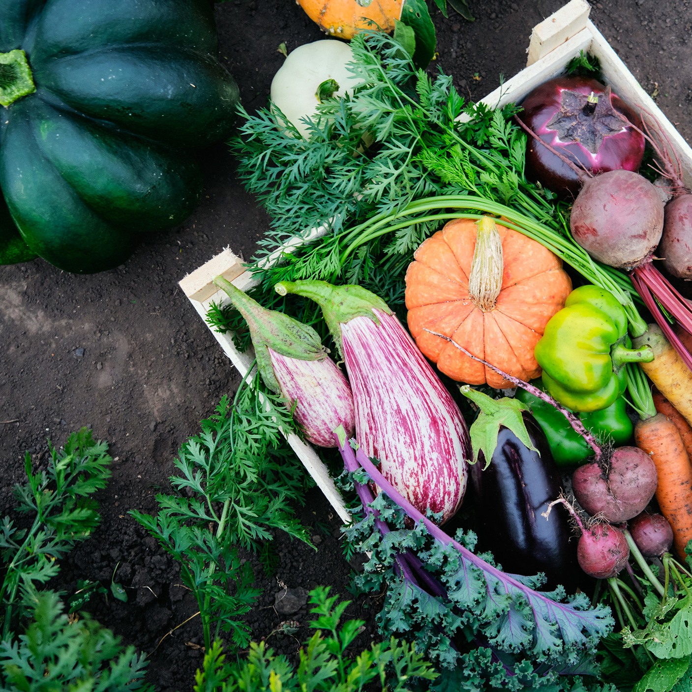 Tenuta Ara del Tufo Orto Premium Verdure Fresche