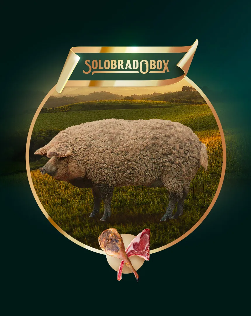 Solobrado Fresche Maiale di Mangalica Intero da Macelleria